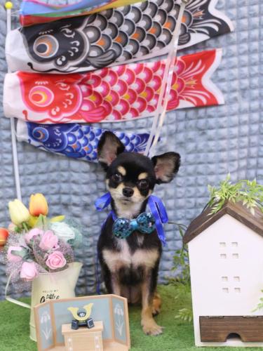 20230531マカロンちゃん